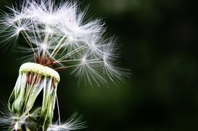 dandelion seeds on blurred background