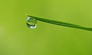 Mirror In The Drop Grass Meadow