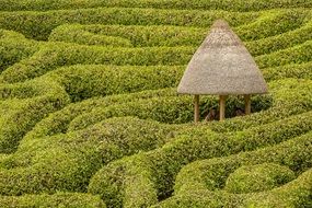 Maze Glendurgan Hedge Hut