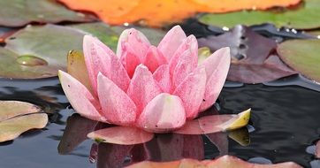 pink water lily flower in water