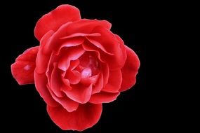bright red rose on a black background