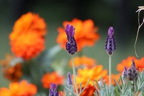 Nature Purple Lavender Orange