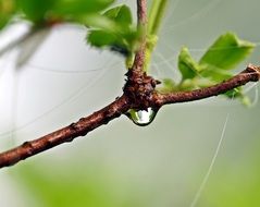 Rain Drip Background Branch