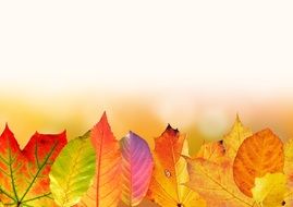 white background with autumn leaves