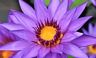 closeup of a purple water lily