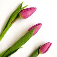 Tulips Pink White Background