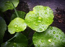 background with green leaves after rain
