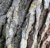 Pine Tree Bark Bark Wood