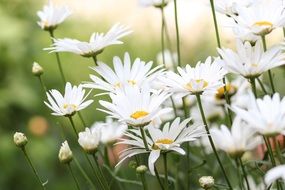 Flowers Chamomile Flower Bloom
