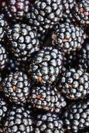 Blackberries Background Close