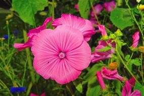 Flower Blossom Bloom Helllila
