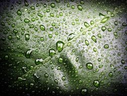water drops on a green leaf