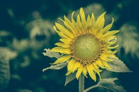 Sunflower Vintage Flower