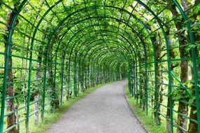 Bower Hedge Leaves Fenced Input