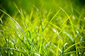 Grass Field The Background