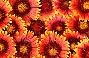 Background Flowers Bright