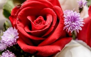 Flower Roses Beautiful