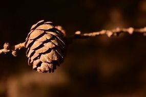 Tap Pine Cones Close Background