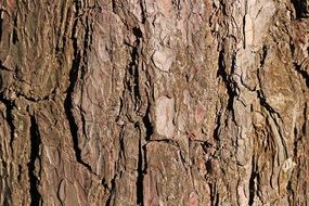 Bark Pine Tree Texture