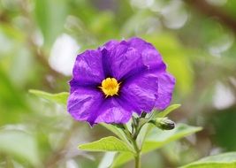 purple gentiana flowers in a garden