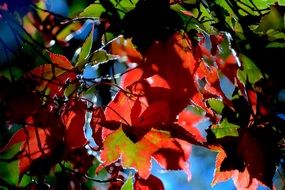 Autumn Leaves Foliage Red Fall