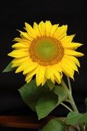 sun flower blossom on the black background