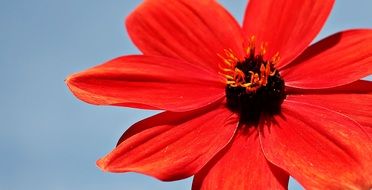 red dahlia on a blue background