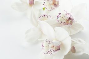 Orchids Flowers White Background