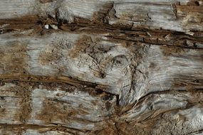 Wood Texture Pattern Timber