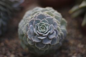 Cactus Plant Nature Macro