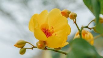 Supannika Flower Flower