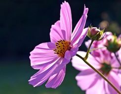 Cosmea Blossom Bloom Cosmos