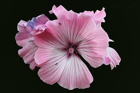 light pink hollyhock flower on a black background