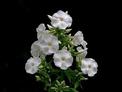 Phlox White Flower Petal Garden