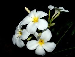 Plumeria Closeup Tree Decoration