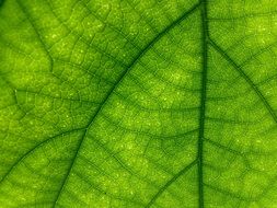 Leaf Green Macro Texture Patten