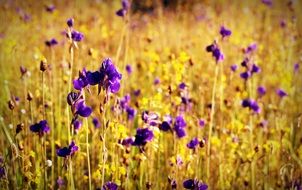 Flower Field Wild Outdoor