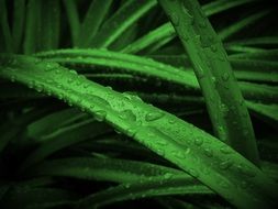 green grass after rain