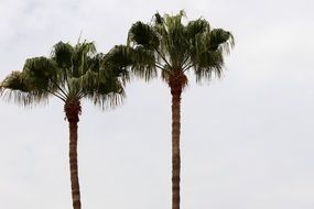 Palm Trees Background Sky