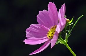 cosmea flower on the black background
