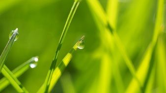 In High Grass Light Halme