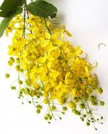 golden cassia flowers on the white background