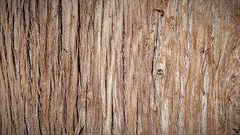 Trunk Bark Tree Bark Tree