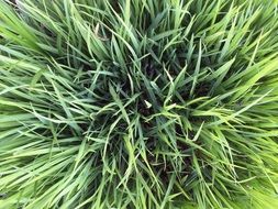 Background Texture Grass Green