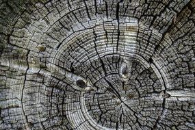 Wood Background Circle Old