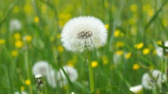 Meadow Plant Background Grasses