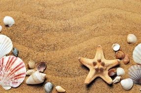 Sea Sand Coast Beach Seashells