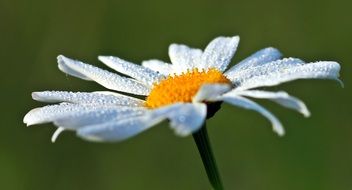 Marguerite Dew Dewdrop Morgentau