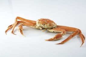 orange crab on white background