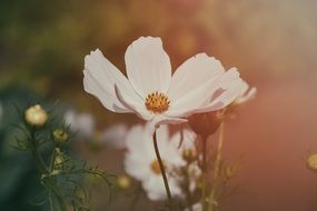 vintage photo with white flower